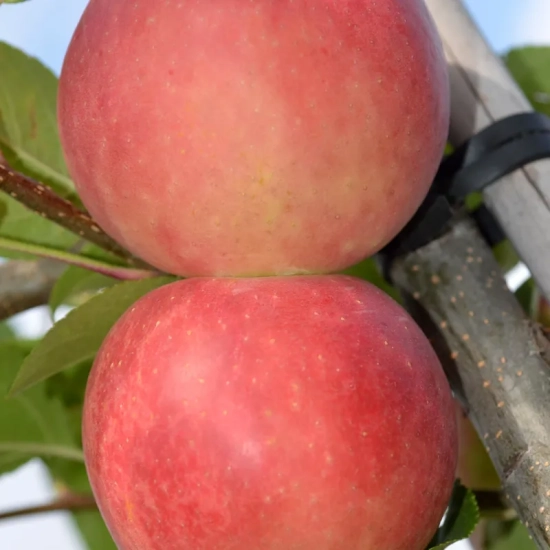 Pommier  'Festival rouge'