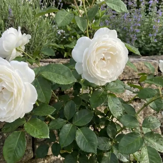 Rosier 'Henri salvador '