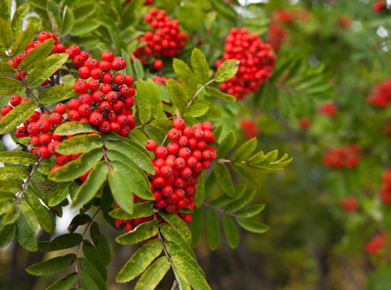 Sorbier des oiseleurs