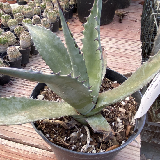 Agave doré 'Giant'