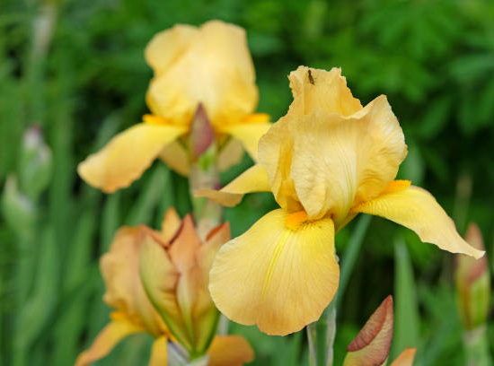 Iris nain 'Brassie jaune'