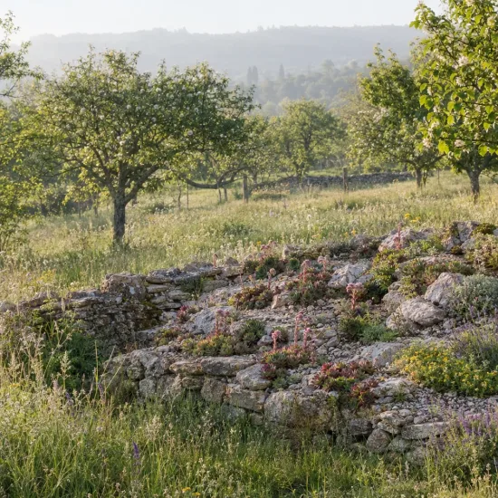 Joubarbe verte à pointe violacée 'Lusignan' (Sempervivum) — massif de rocailles fleuries dans prairie arborée · Photo d'illustration