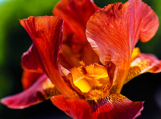 Iris d'allemagne 'Red at night rouge'
