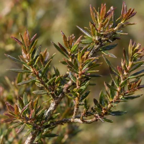 L’arbre à thé 'Rose' (Leptospermum scoparium) — ramification de rameaux dressés au feuillage dense · Photo d'illustration