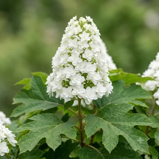Hydrangea à feuilles de chêne 'Ice crystal'
