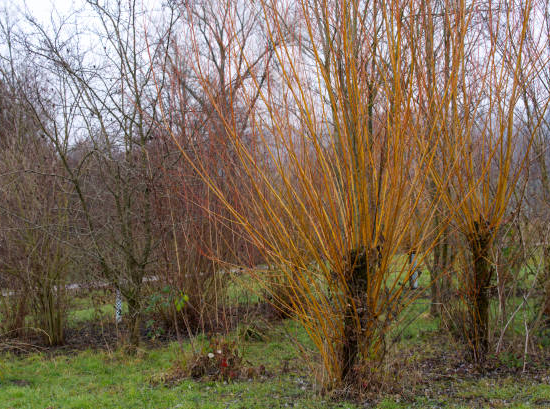 Osier des vanniers