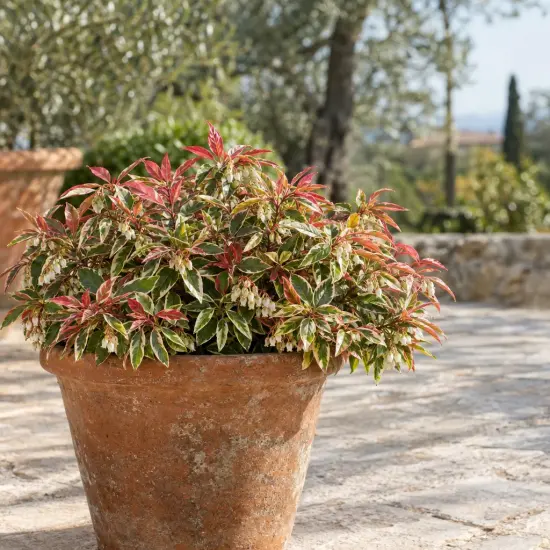 Leucothoé 'Firestar' (Leucothoe walteri) — arbuste coloré en pot sur terrasse en pierre