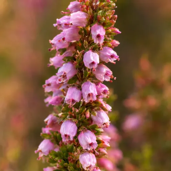 Bruyère commune 'Wickwar flame rose' (Calluna vulgaris) — Photo d'illustration, photo 4