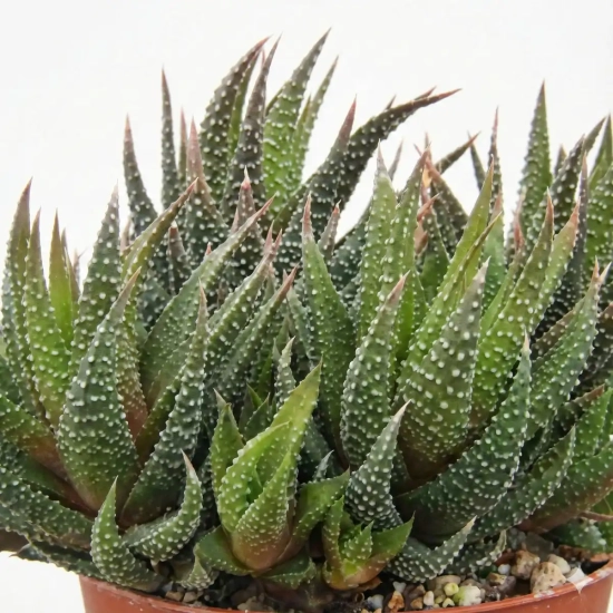 Haworthia attenuata