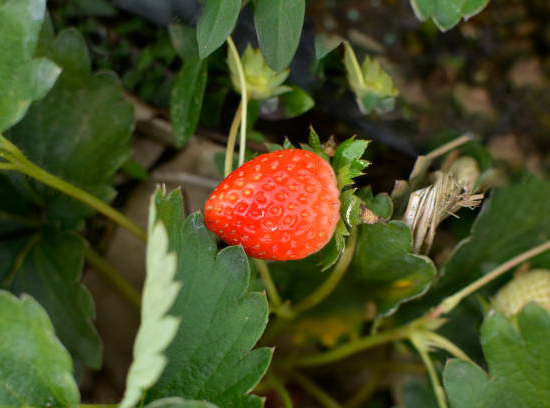 Fraisier 'Pink wonder'