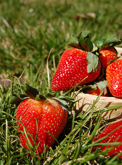 Fraisier 'Nova gento'