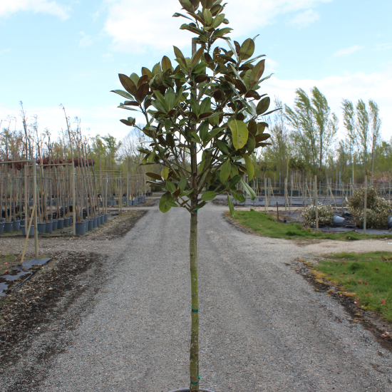 Magnolia de la galissonnière 'Galissoniere'