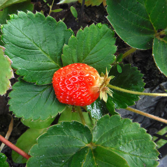 Fraisier 'Elsanta'