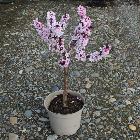 Pêcher 'Crimson'