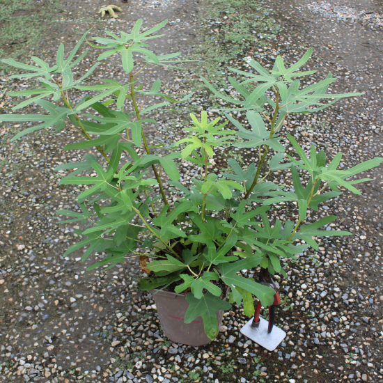 Figuier 'Rouge de bordeaux'