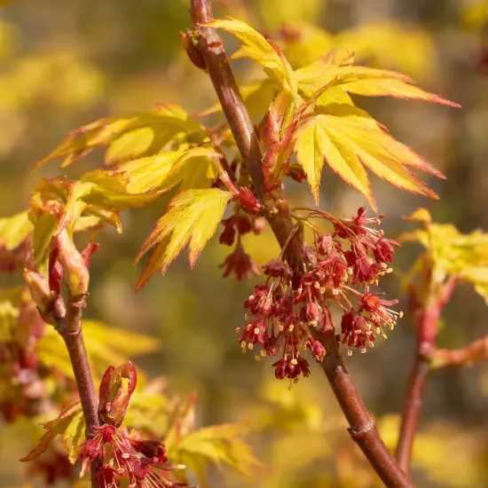 Érable du japon 'Summer gold' (Acer palmatum) — jeunes feuilles jaunes et grappes de fleurs rouges