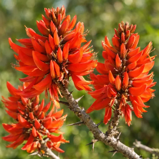 Erythrine caffre - arbre-corail (Erythrina caffra) — grappes de fleurs rouges sur rameau épineux · Photo d'illustration