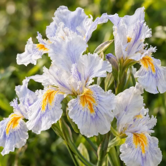 Iris bambou (Iris confusa) — fleurs délicates aux pétales ondulés multicolores · Photo d'illustration