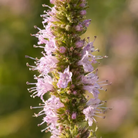 Menthe fraise 'Strawberry mint' (Mentha spicata) — épi floral allongé aux petites fleurs roses · Photo d'illustration