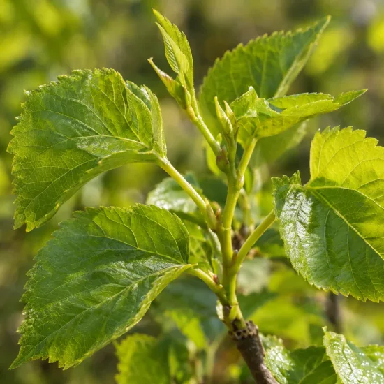 Mûrier japonais 'Shin-tso' (Morus) — jeunes feuilles vertes sur rameau en gros plan · Photo d'illustration