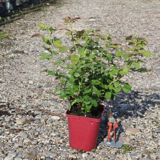 Rosier 'Monica bellucci  '