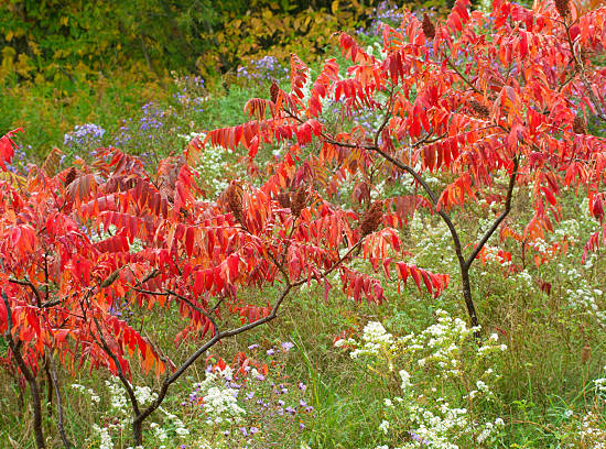 Sumac de virginie 'Dissecta'
