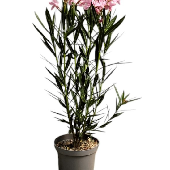 Laurier rose 'Professeur Granel'