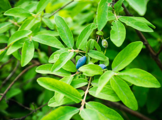 Chèvrefeuille bleu 'Kamtschatica'