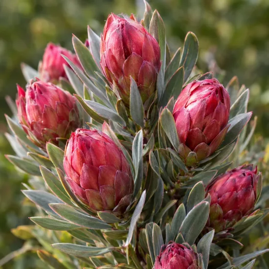 Leucadendron 'Jubilee crown' (Leucadendron lanigerum) — jeunes inflorescences rouges entourées de feuillage dense · Photo d'illustration
