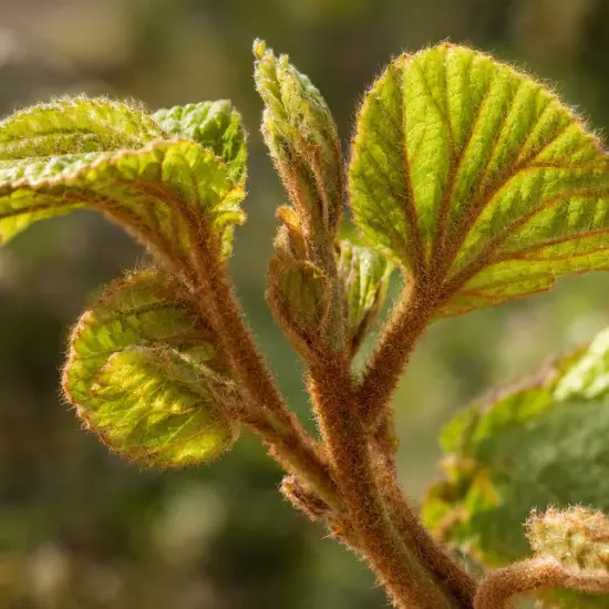 Kiwi (Actinidia chinensis) — jeunes feuilles duveteuses en gros plan lumineux