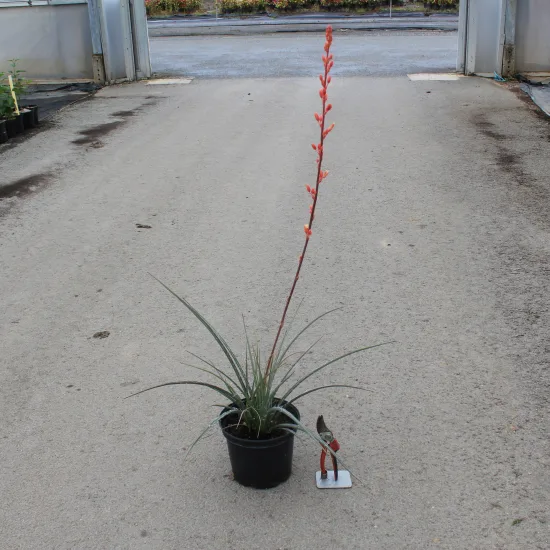 Yucca rouge — Pot 5L