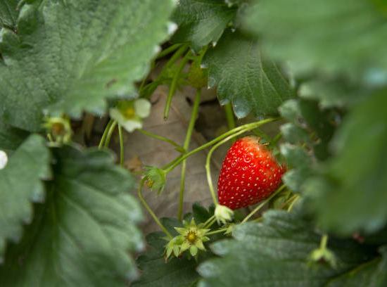 Fraisier 'Fantastica'