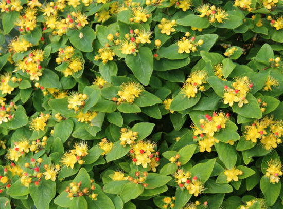 Millepertuis 'Magical beauty'
