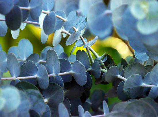 Eucalyptus à feuilles rondes 'Sylverana'