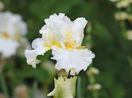 Iris Allemande blanche