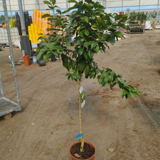 Citrus limon 'Eureka'