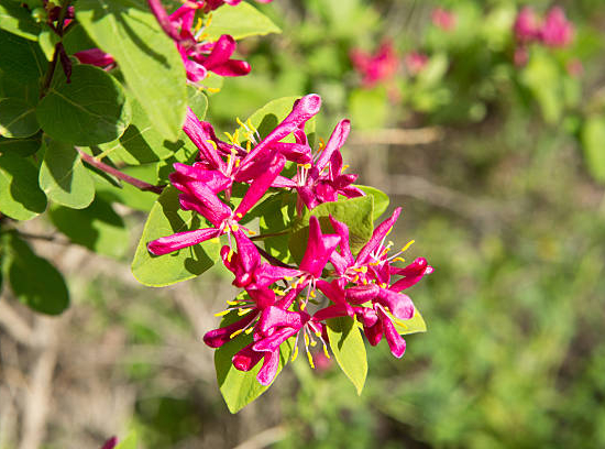 Chèvrefeuille de tartarie 'Hack s red'