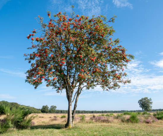 Sorbier des oiseleurs