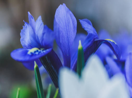Iris d'allemagne 'Master touch bleu'