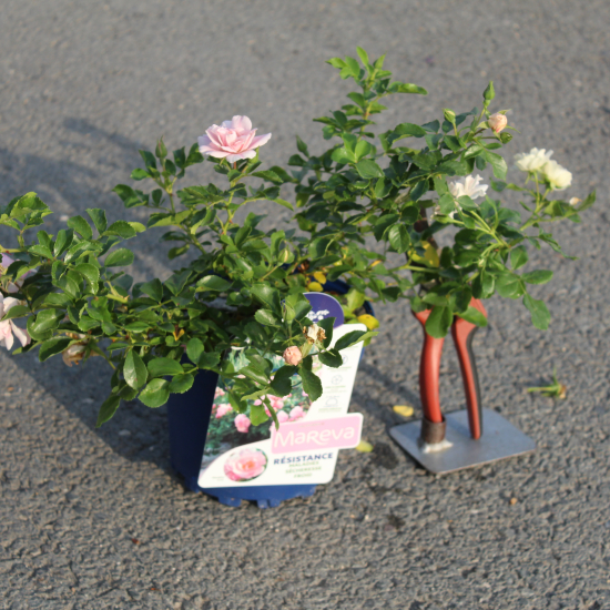 Rosier 'Mareva rose tendre '