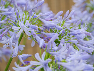 Agapanthe 'Cristal blue'