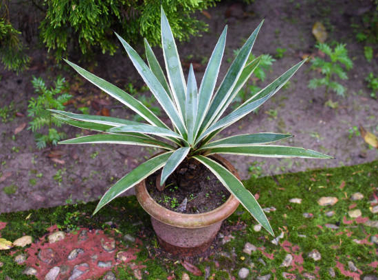 Yucca glorias