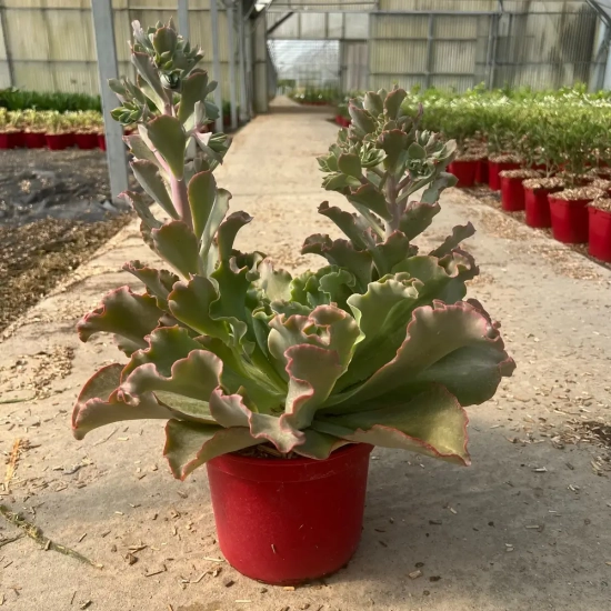 Echeveria 'Giant blue'