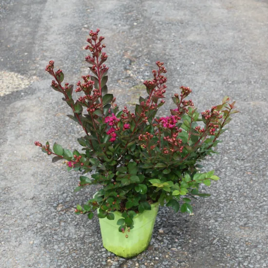 Lilas des indes 'Red red wine' — Pot 4L