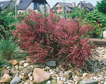 Genêt 'Hollandia'