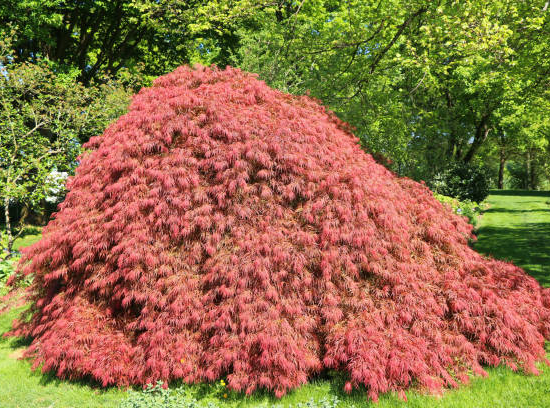 Érable du japon 'Dissectum ornatum'