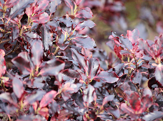 Pittospore 'Purpureum'