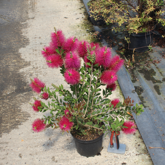 Rince-bouteille Rose