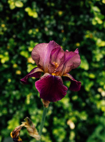 Iris d'allemagne 'Wine and roses'