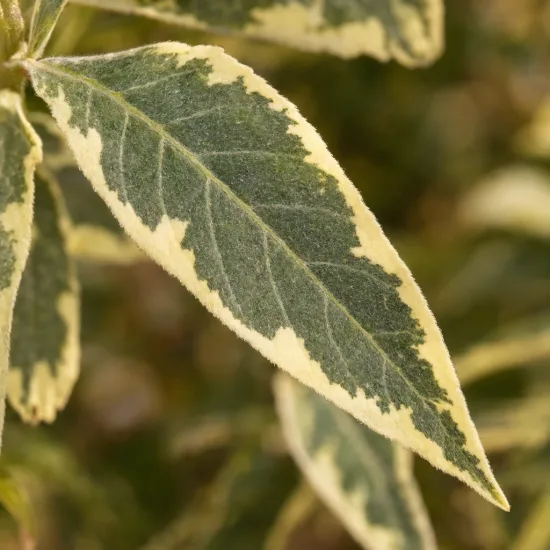 Arbre aux papillons panaché 'Harlequin' (Buddleia davidii) — gros plan sur feuille panachée vert et crème · Photo d'illustration